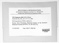 Mycosphaerella ribis image